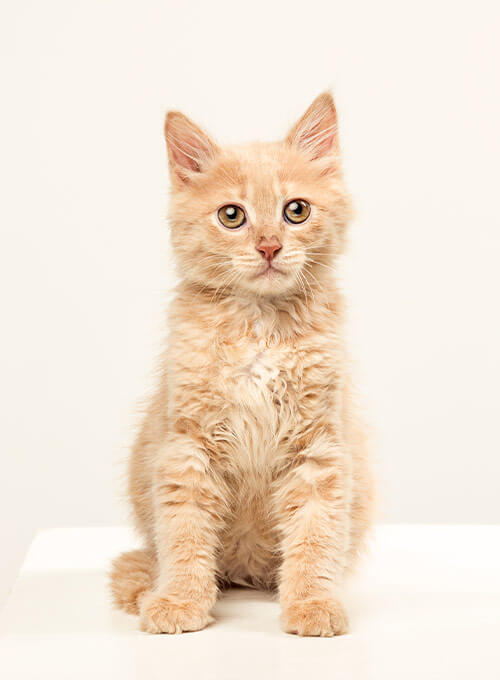 Forcepets gatitos