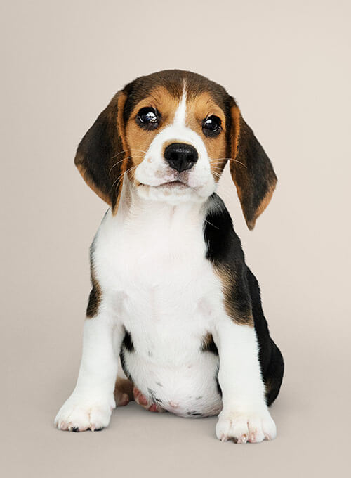Forcepets Cachorros